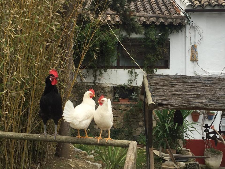 Posada Nina Margarita Priego de Córdoba Екстериор снимка